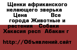 Щенки африканского нелающего зверька  › Цена ­ 35 000 - Все города Животные и растения » Собаки   . Хакасия респ.,Абакан г.